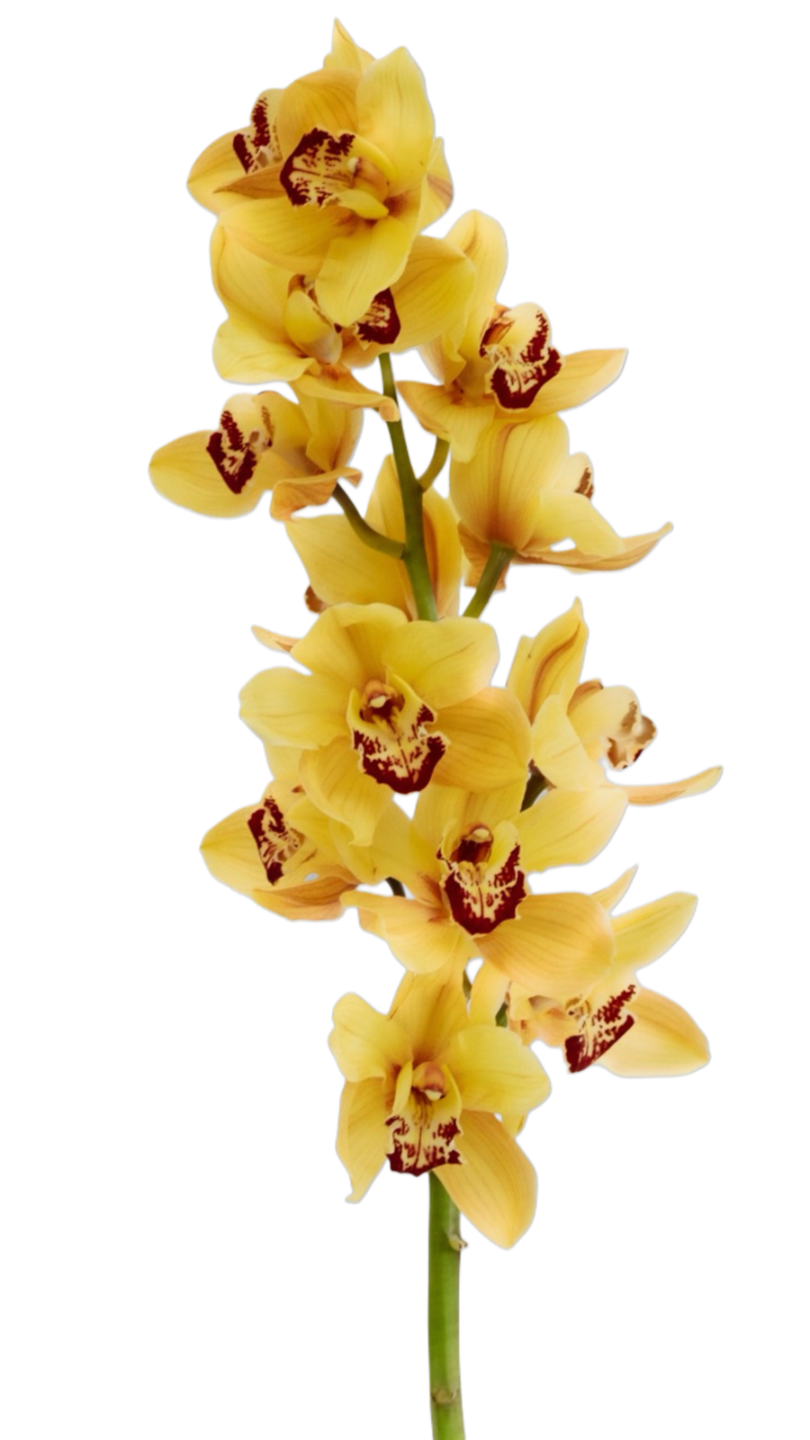 Cymbidium Mini Yellow
